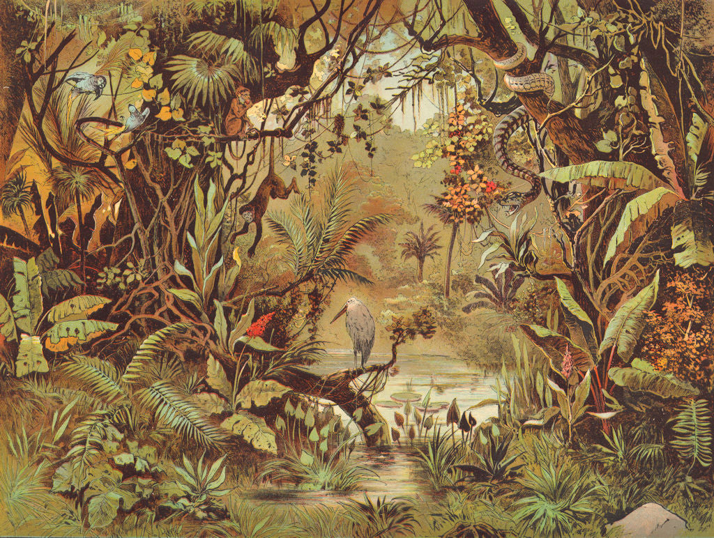 BRAZIL. Brasilianische Urwald. Walther jungle 1880 old antique print picture